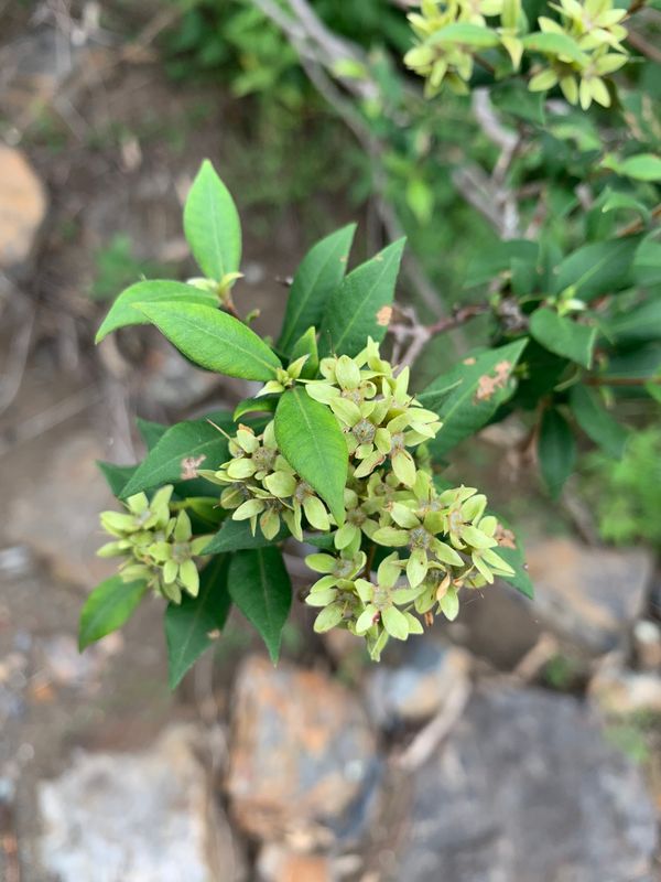 Backhousia myrtifolia: fertilised flowers