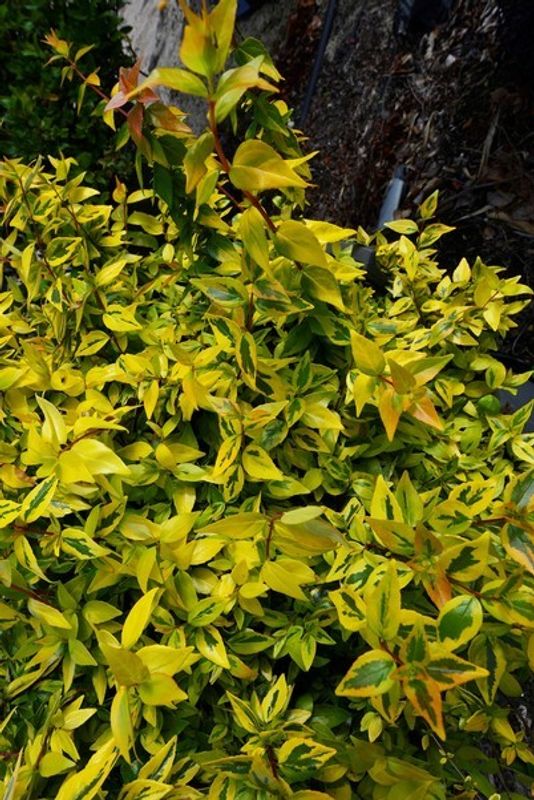 Abelia x grandiflora aurea: semi close up of leaves