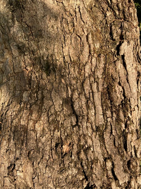 Jacaranda mimosifolia: bark