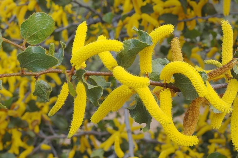 Acacia denticulosa: flowers