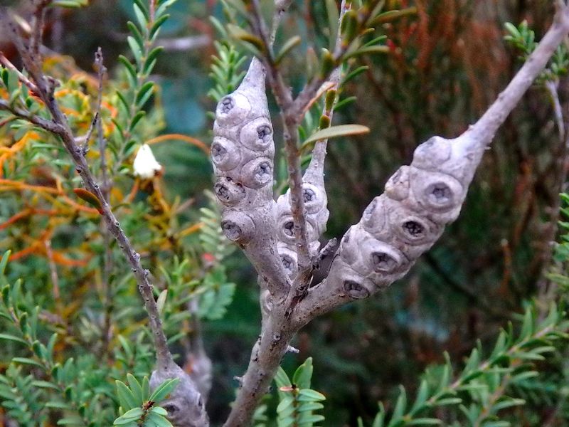 Melaleuca decussata: close-up of fruit