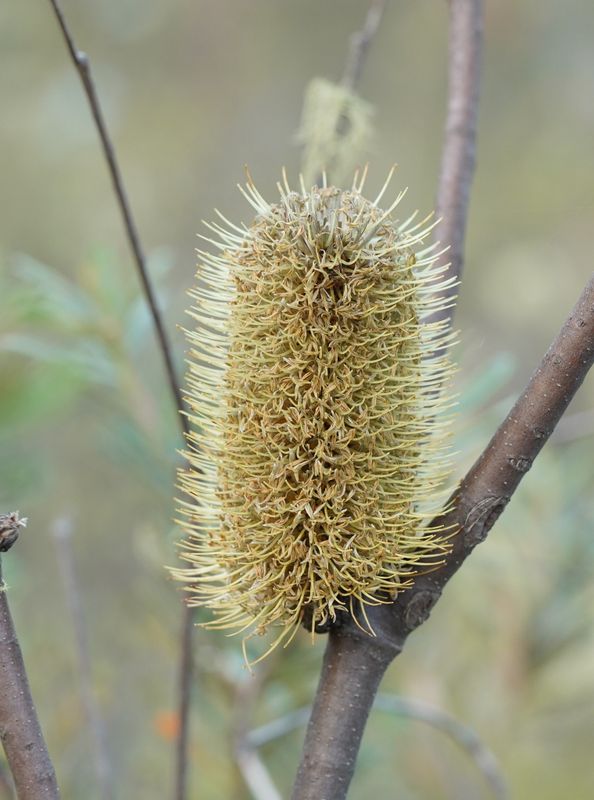Banksia marginata: flower close up