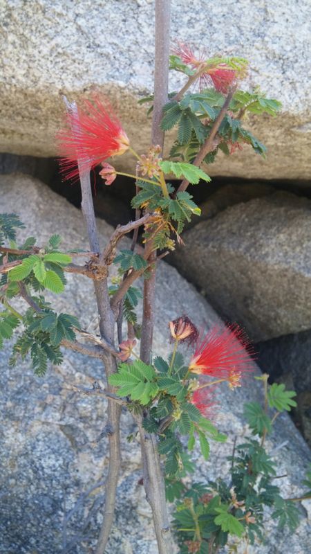 Calliandra californica: section of stem with flowers and leaves and bark