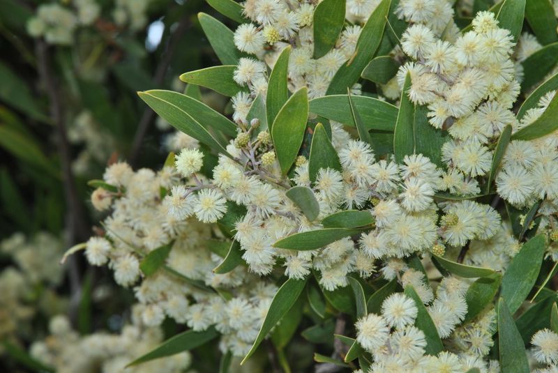 Acacia melanoxylon: closeup leaves