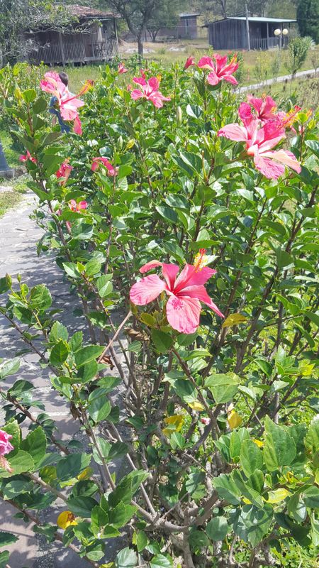 Hibiscus rosa-sinensis: whole plant
