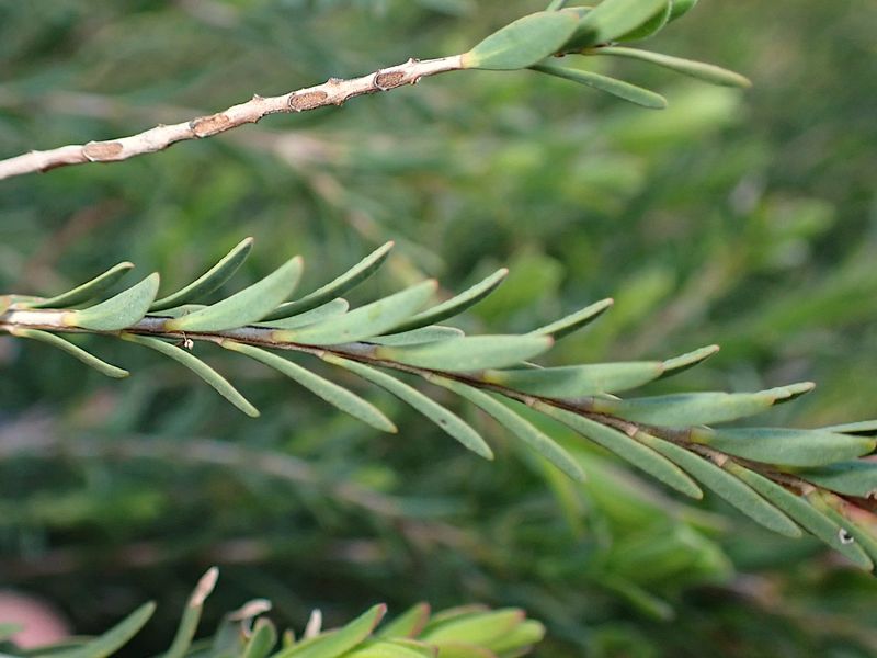 Melaleuca decussata: close-up of leaves
