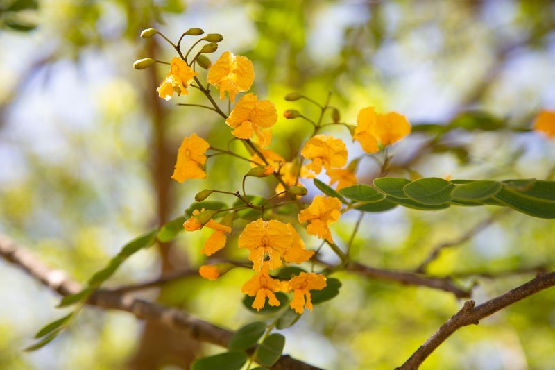Tipuana tipu: tree with flowers