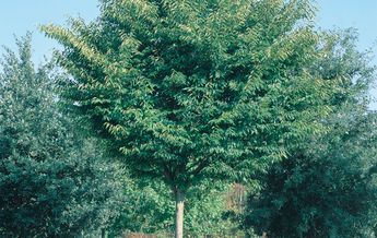 Image of Zelkova serrata Green Vase