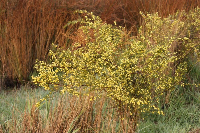 Acacia verticillata: Whole plant in flower