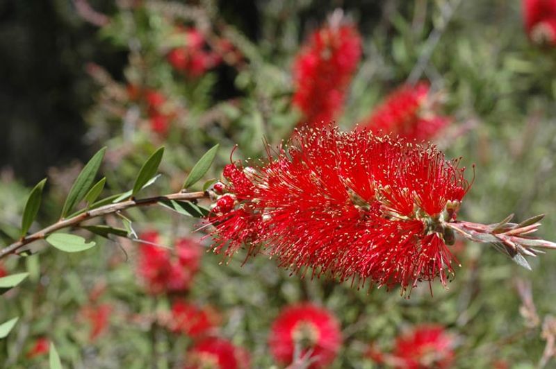 Callistemon citrinus: red flower