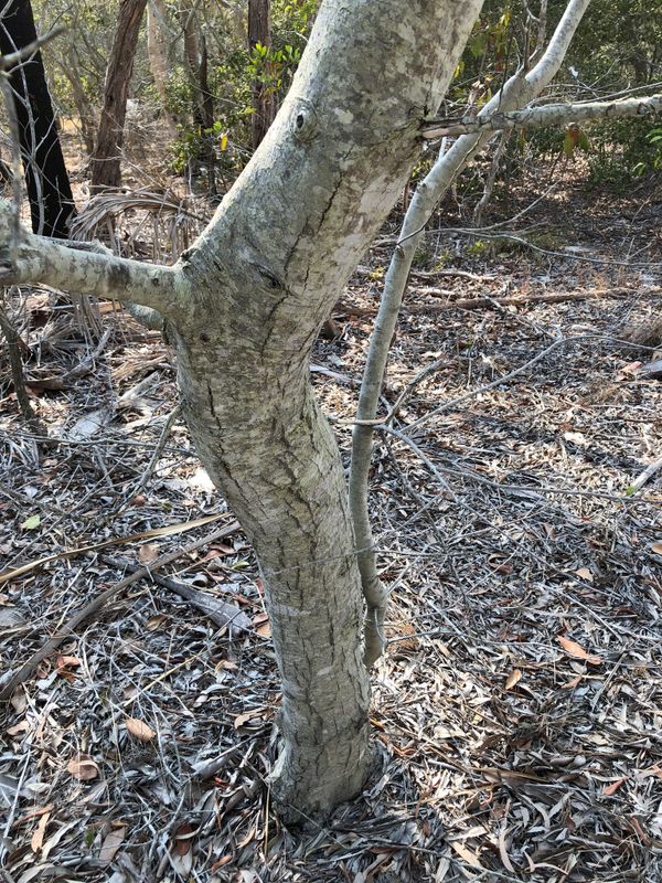 Alphitonia excelsa: bark