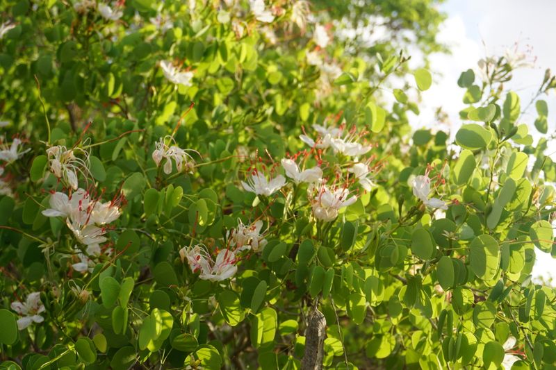 Lysiphyllum hookeri: flowers and leaves on branch