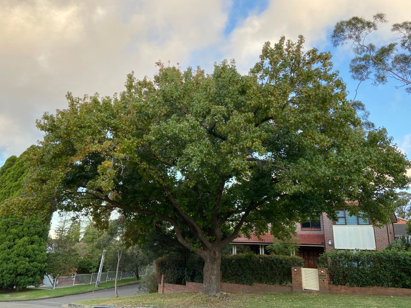 Liquidambar styraciflua: whole tree