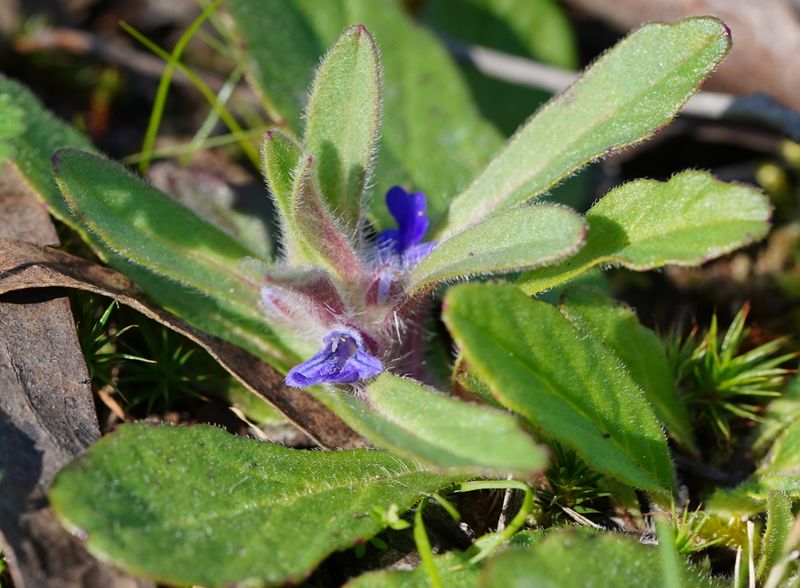 Ajuga australis: close up of leaves