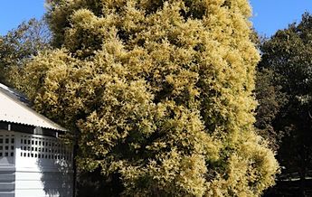 Image of Melaleuca bracteata Revolution Gold