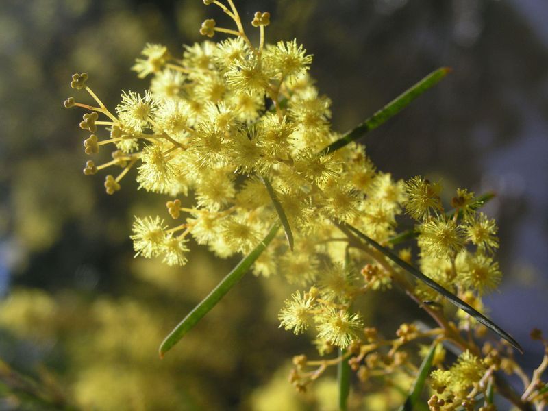 Acacia boormanii: flowers close up