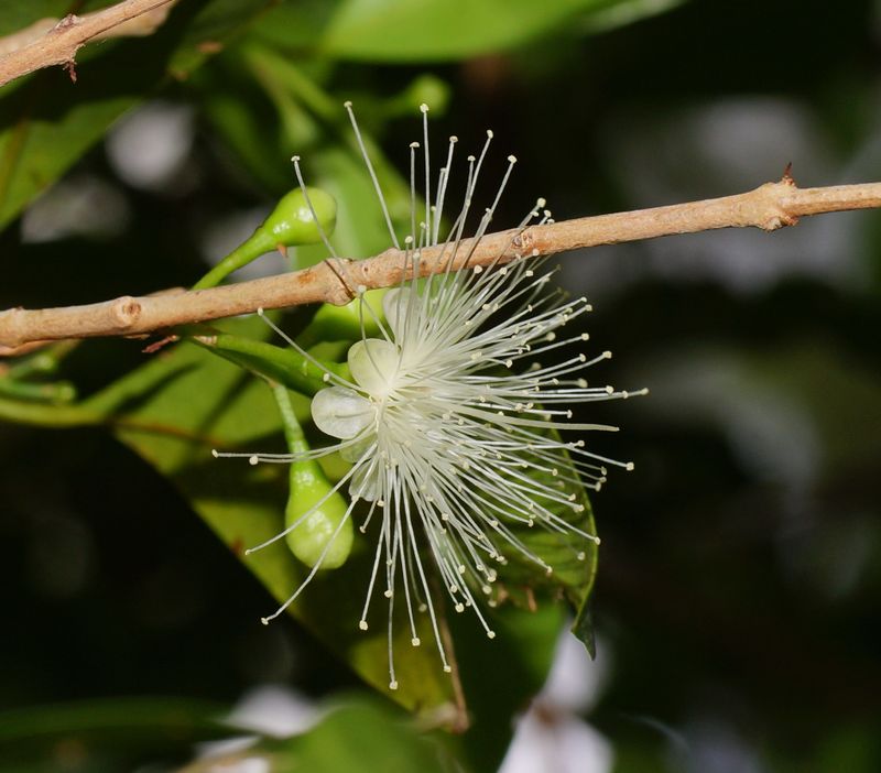 Syzygium australe: close up flower