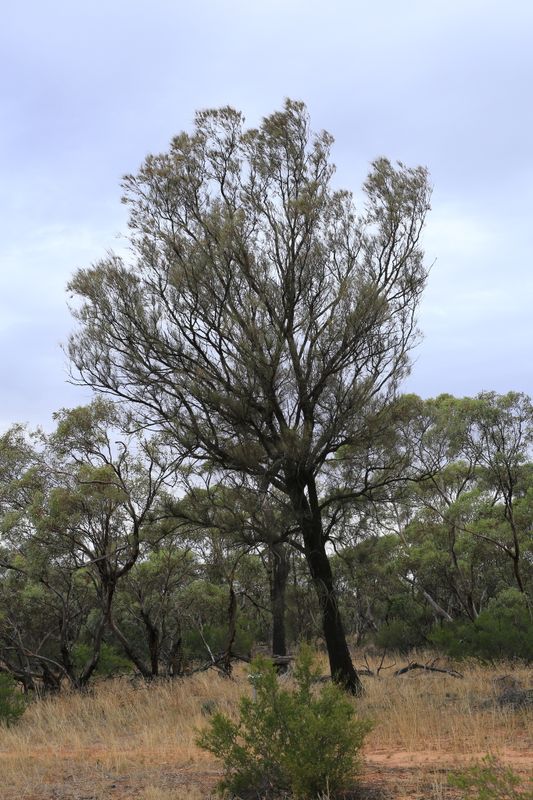 Allocasuarina luehmannii: tree