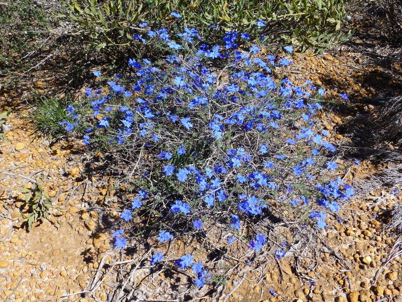 Lechenaultia biloba: whole plant