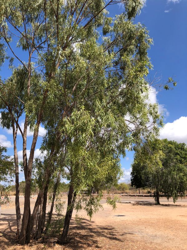 Acacia saligna: whole copse of trees