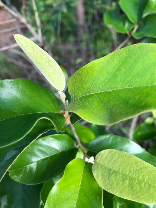 Alphitonia excelsa: leaves