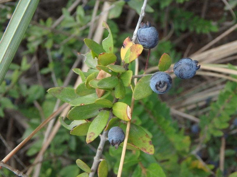 Myrtus communis: ripe fruit
