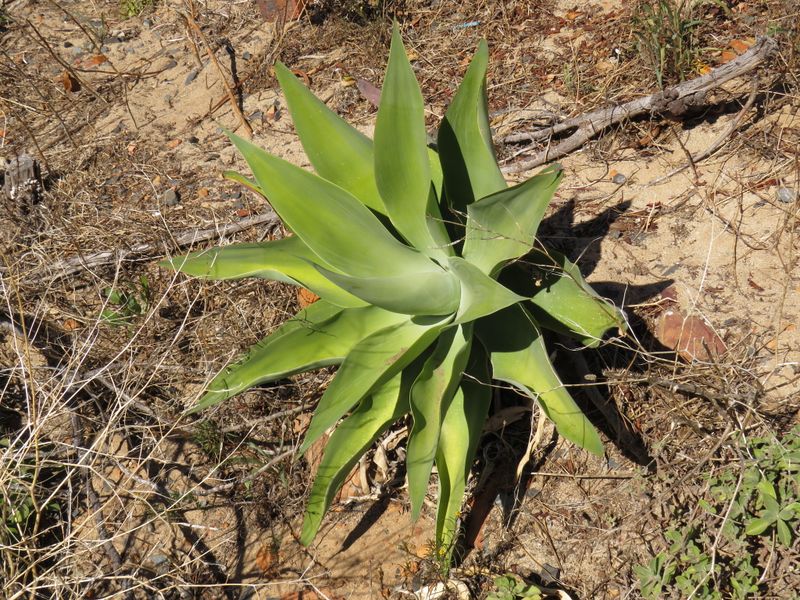 Agave attenuata: whole plant