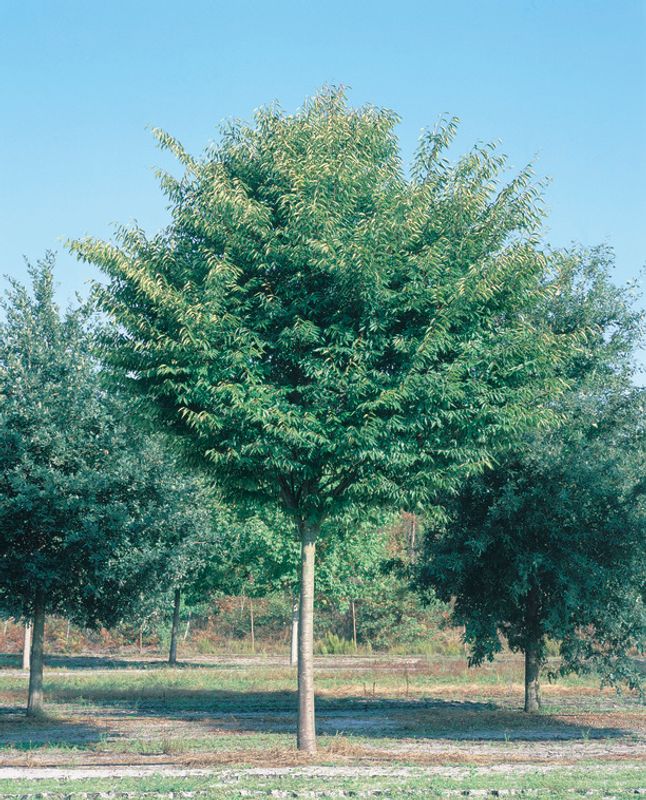 Zelkova serrata Green Vase: whole tree