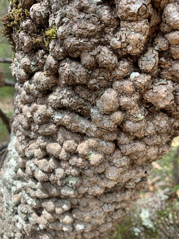 Banksia serrata: close up of bark