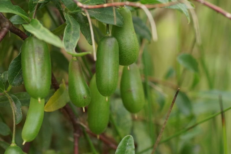 Billardiera scandens: fruit