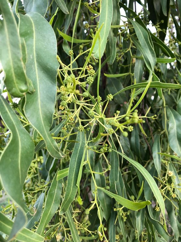 Acacia saligna: leaves