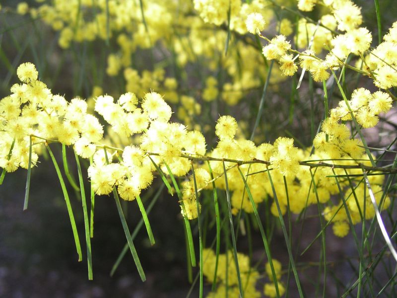 Acacia adunca: flowers on stem
