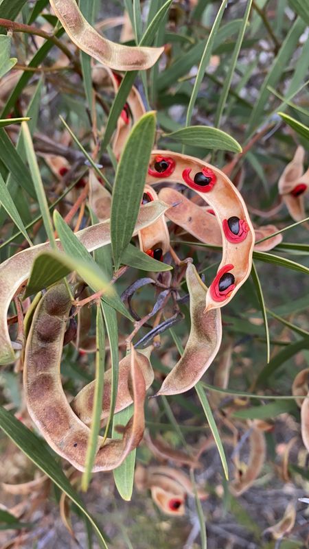 Acacia melanoxylon: closeup fruit