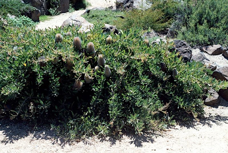Banksia serrata Pygmy Possum: full plant