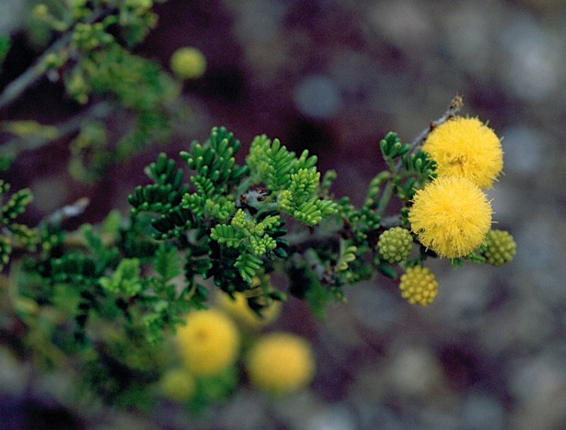 Acacia lasiocarpa: leaves