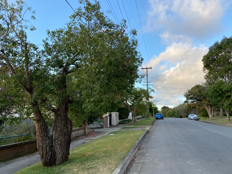 Brachychiton populneus: whole plant in street