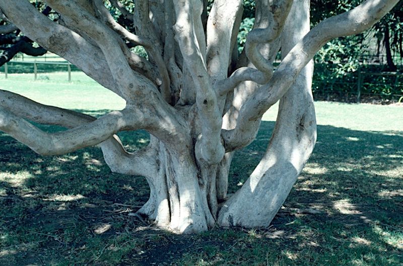 Syzygium francisii: bark