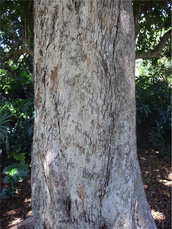 Syzygium australe: bark on large trunk