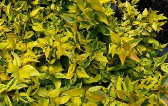 Image of Abelia x grandiflora Aurea