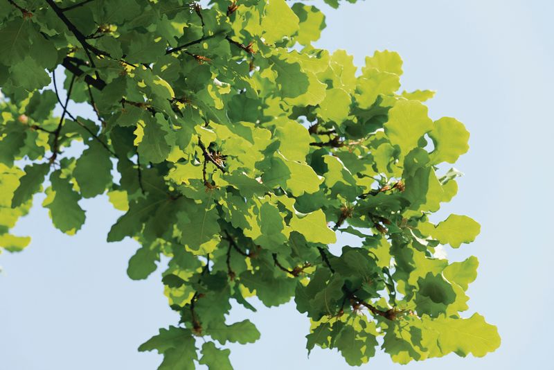Quercus robur: closeup leaves