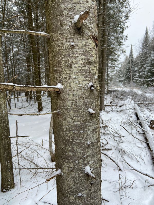 Abies balsamea: bark