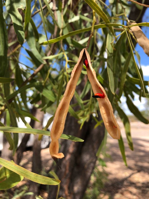 Acacia saligna: opened seed pod with seeds