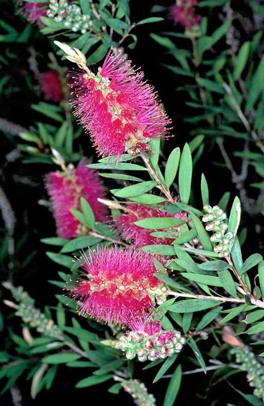 Callistemon citrinus Mauve Mist: leaves and flowers