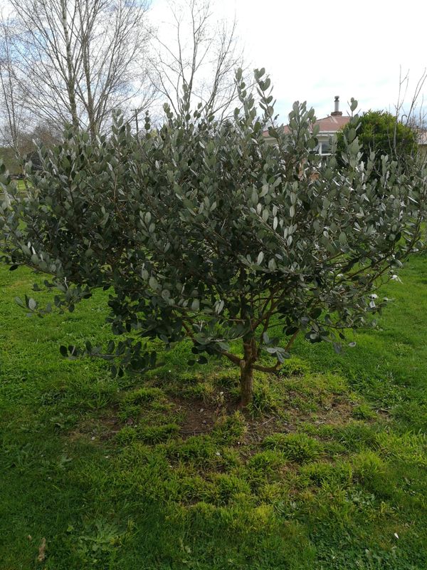 Acca sellowiana: close up of leaves and flowers