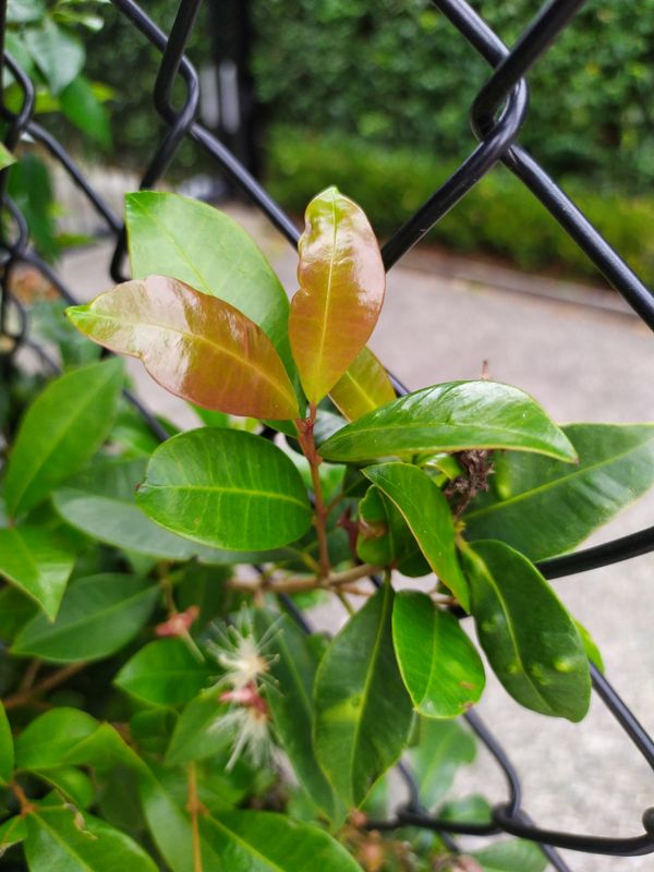 Syzygium australe: leaves