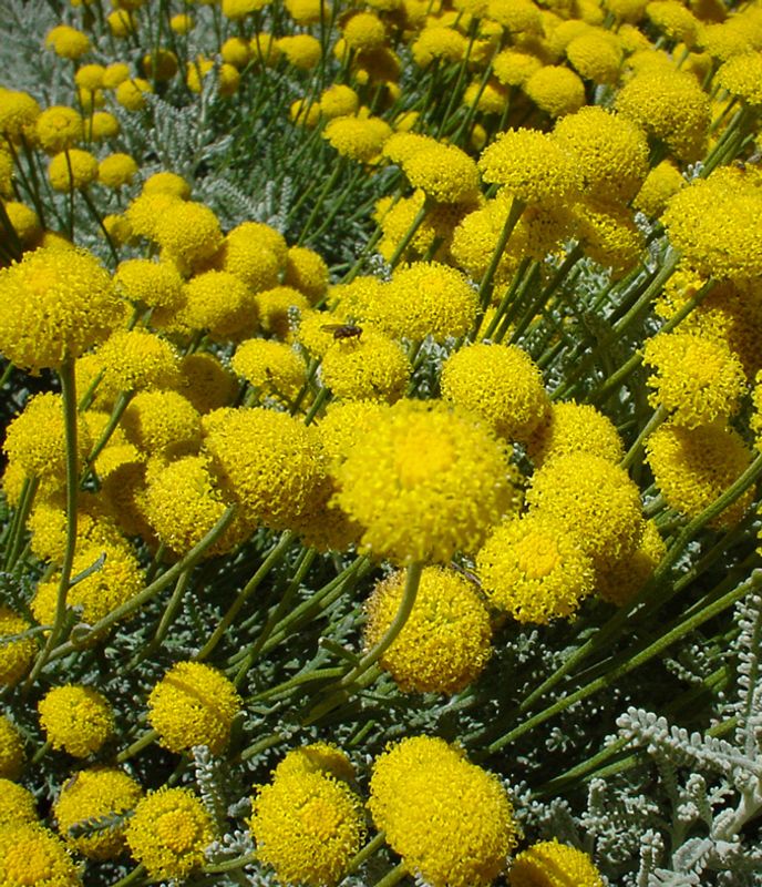 Santolina chamaecyparissus: close up of flowers
