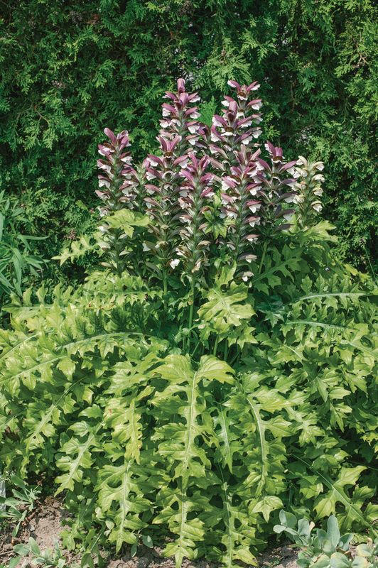 Acanthus hungaricus: Acanthus in garden bed - close up of leaves and flowers