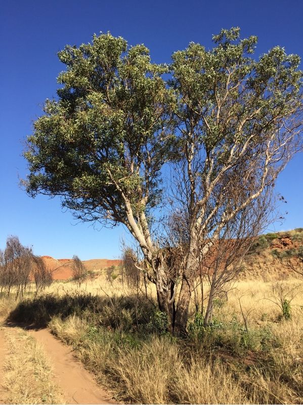 Erythrina vespertilio | Which Plant Where