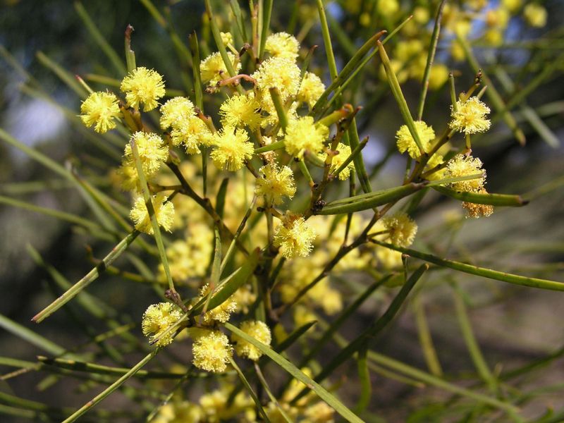Acacia adunca: flowers and leaves close up