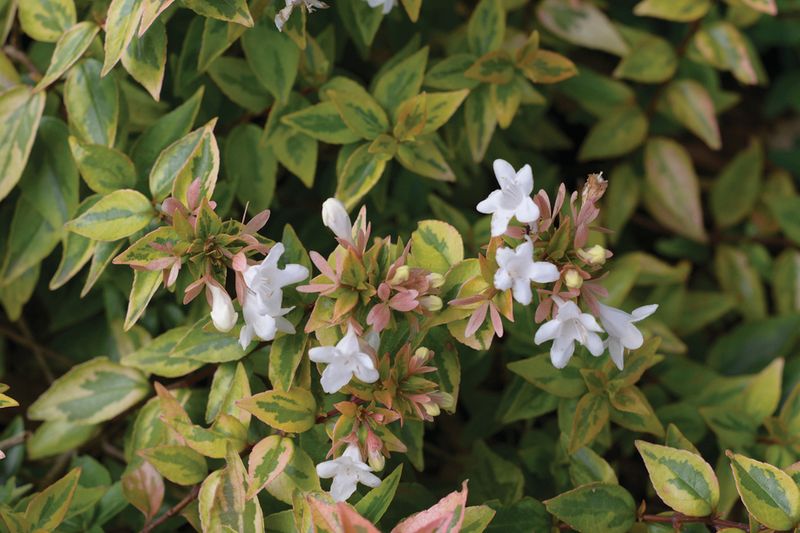 Abelia x grandiflora 'Francis Mason': Close up of leaves and flowers
